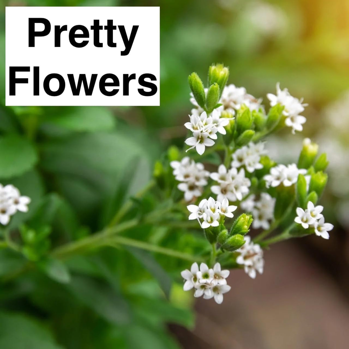 Live Stevia rebaudiana Plants, Sweet Leaf or Sugar Leaf, Natural Sugar Substitute Herb, Easy to Grow (2 stevia Cups)