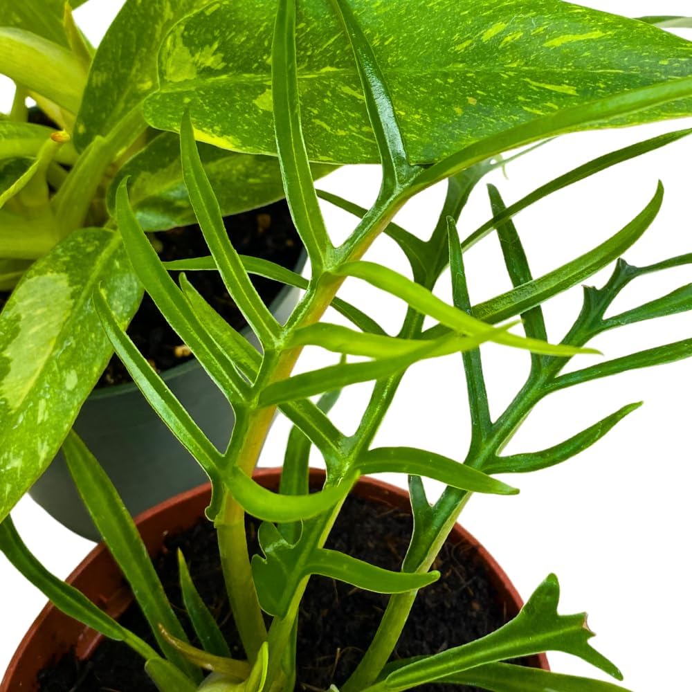 BubbleBlooms Rare Variegated Philodendron Assortment in 4 inch Pots Set of 3