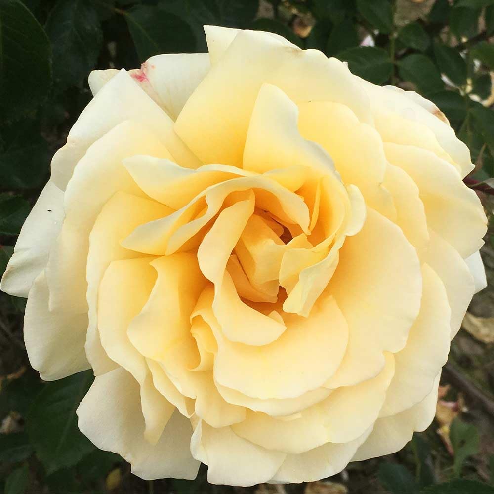 Heirloom Roses Hybrid Tea Rose Bush - Eleganza® Winter Sun Live Yellow Plant for Outdoor Planting