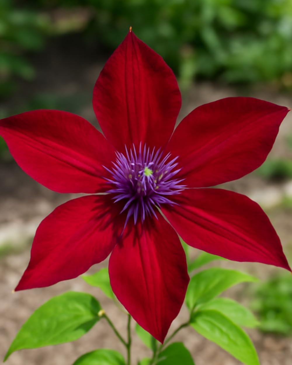 Perennial Farm Clematis Boulevard® Nubia™ Hybrid – Live Clematis Vine in 4 Quart Container, Rich Red Blooms, Compact Habit, Long Blooming, Perfect for Trellises, Containers & Small Space Gardens