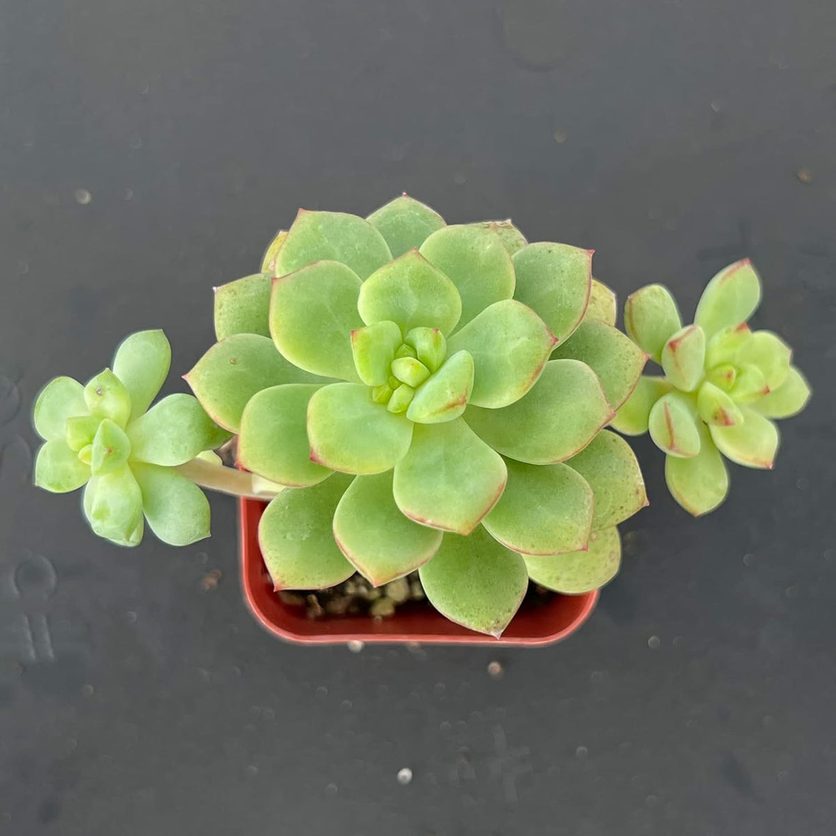 Sprout N Green Echeveria Tango, Rare Live Succulent Fully Rooted in 2 inch Starter Pot with Soil Mix, House Plant for Indoor Outdoor Home Office Wedding Decoration Party Favor