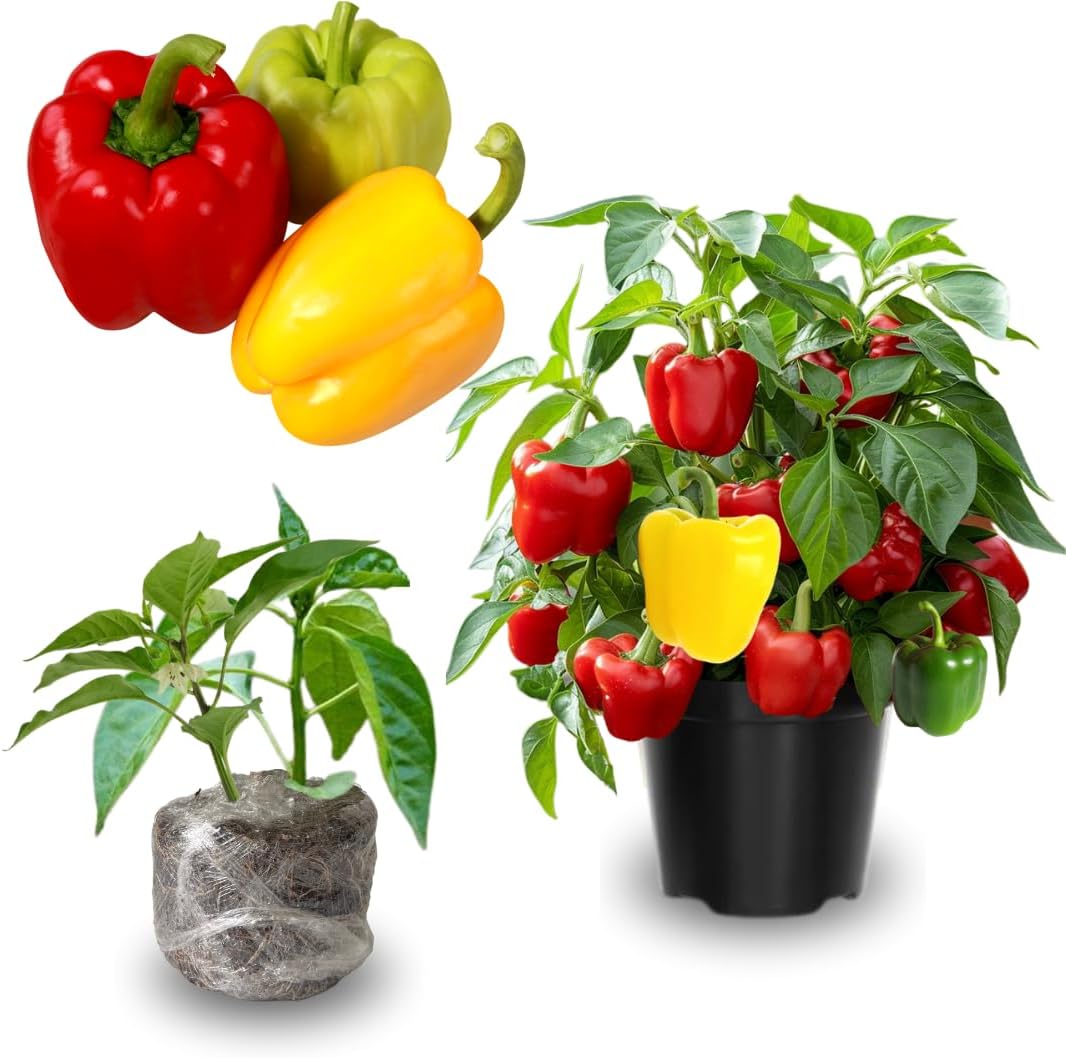 Pack 4 Pepper Plants Live, 80 Days Old Live Pepper Green for Growing, Chili Peppers for Planting, 5 to 9 Inc Tall (Sweet Bell)