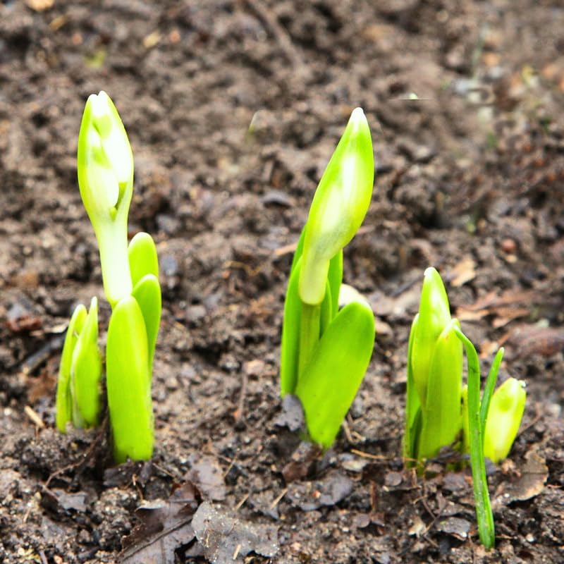 10 Lily of The Valley Flower Bulbs, White Lilies of The Valley Bare Roots for Planting, Outdoor Indoor Flowering Plants