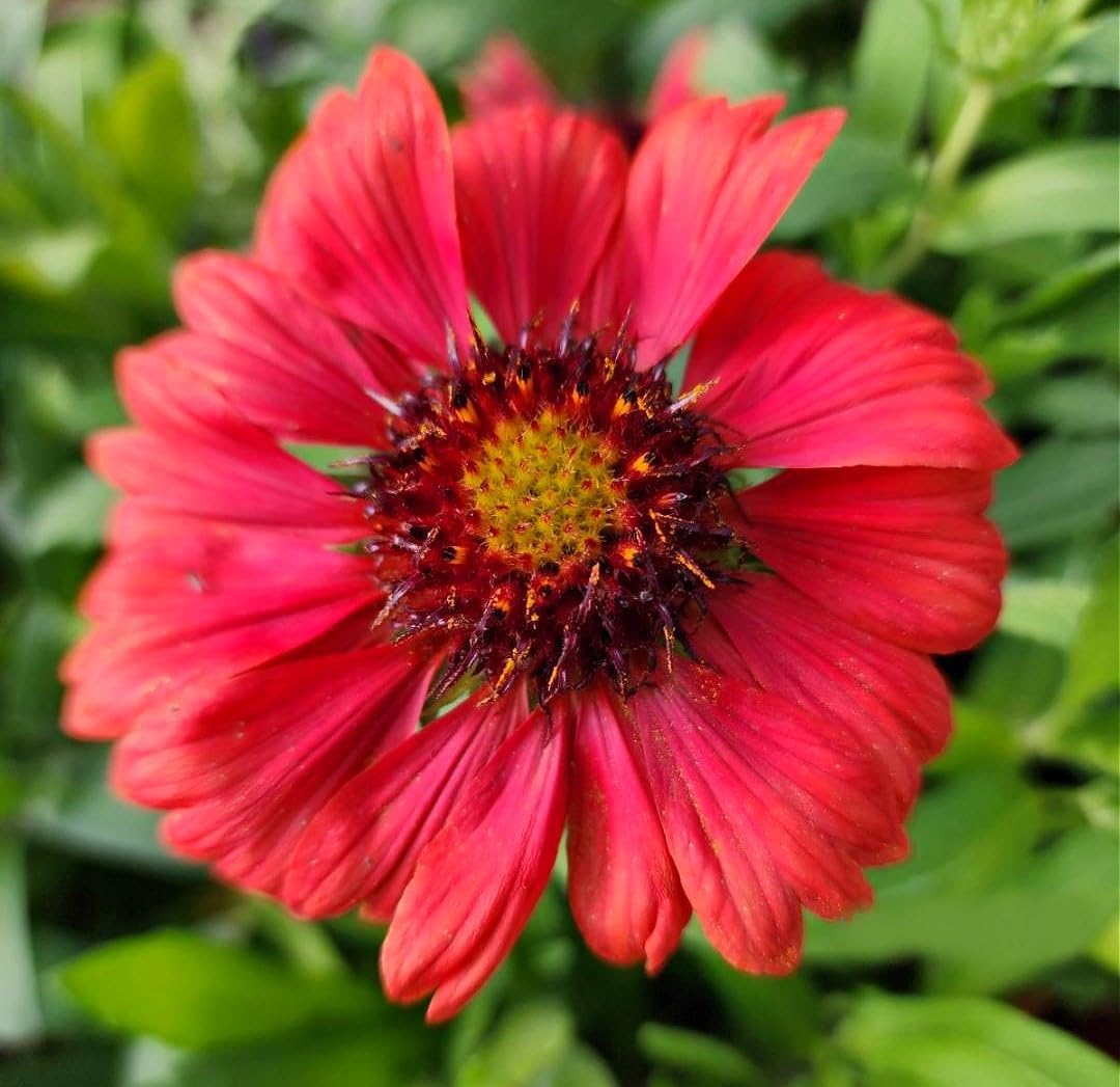 Greenwood Nursery: Live Perennial Plants - 'Mesa Red' + Gaillardia x Grandiflora - [Qty: 3X Pint Pots] - (Click for Other Available Plants/Quantities)