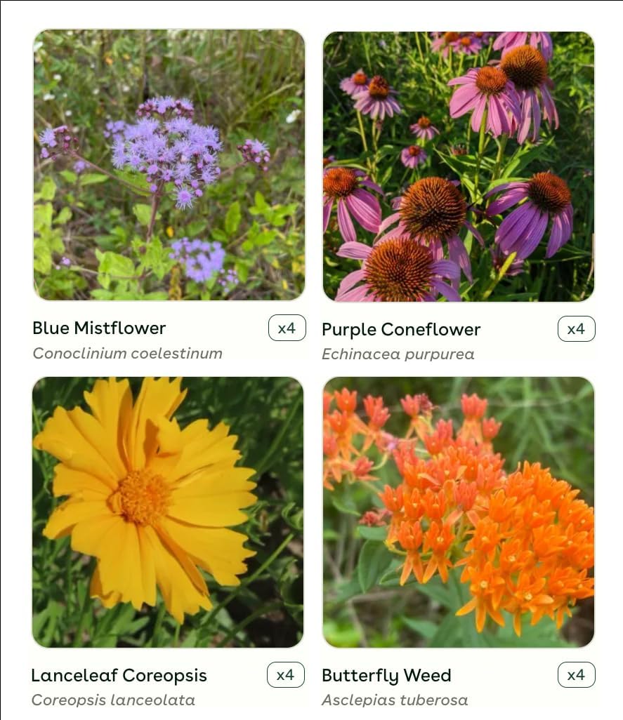 16 Live Outdoor Native Plants for Full Sun from My Home Park – Includes Aromatic Aster, Blue Mistflower, Butterfly Weed & Lanceleaf Coreopsis – Not Seeds – 4–8” Tall on Arrival – Easy to Grow