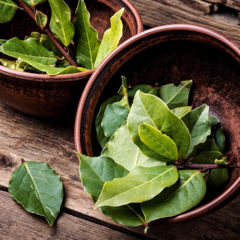 Sweet Bay Leaf Tree, Bay Laurel Laurus Nobilis Herbs, 5-8" Tall Well-Rooted for Culinary Gardens