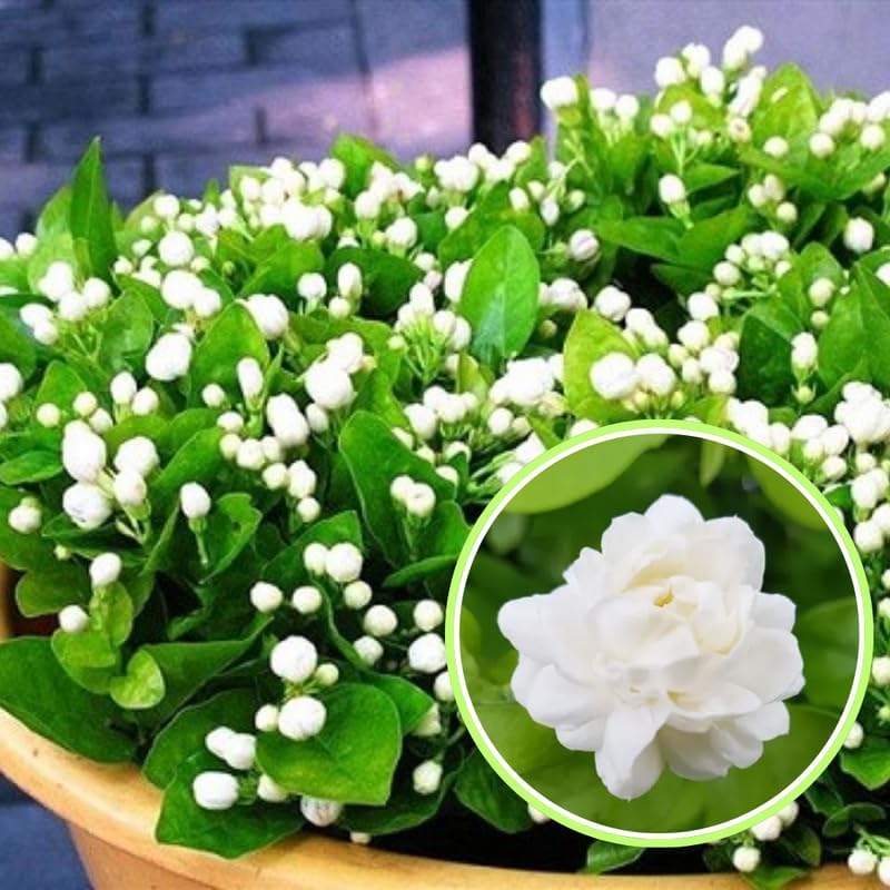 2 Duke of Tuscany Jasmine Plants Live, Climbing Jasmine Indoor Outdoor Live, Fragrant, 5-9" in Tall, No Pot, Hardy and Fast-Growing