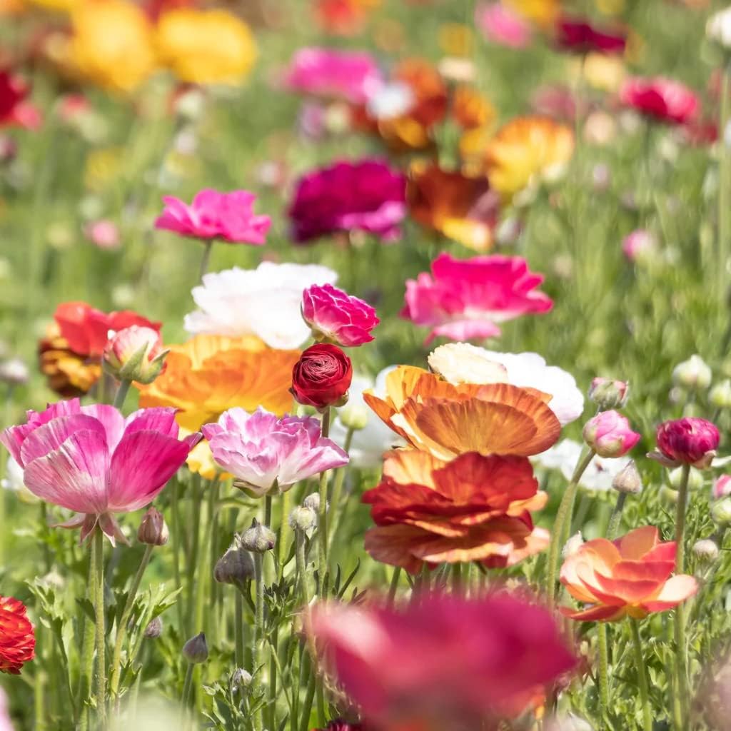 25 Picotee Ranunculus Bulbs Color Mix for Planting - Buttercup Flower Bulb Value Pack - Plant in Gardens, Containers & Flowerbeds - Easy to Grow Fall Perennial Flowers Bulbs by Willard & May