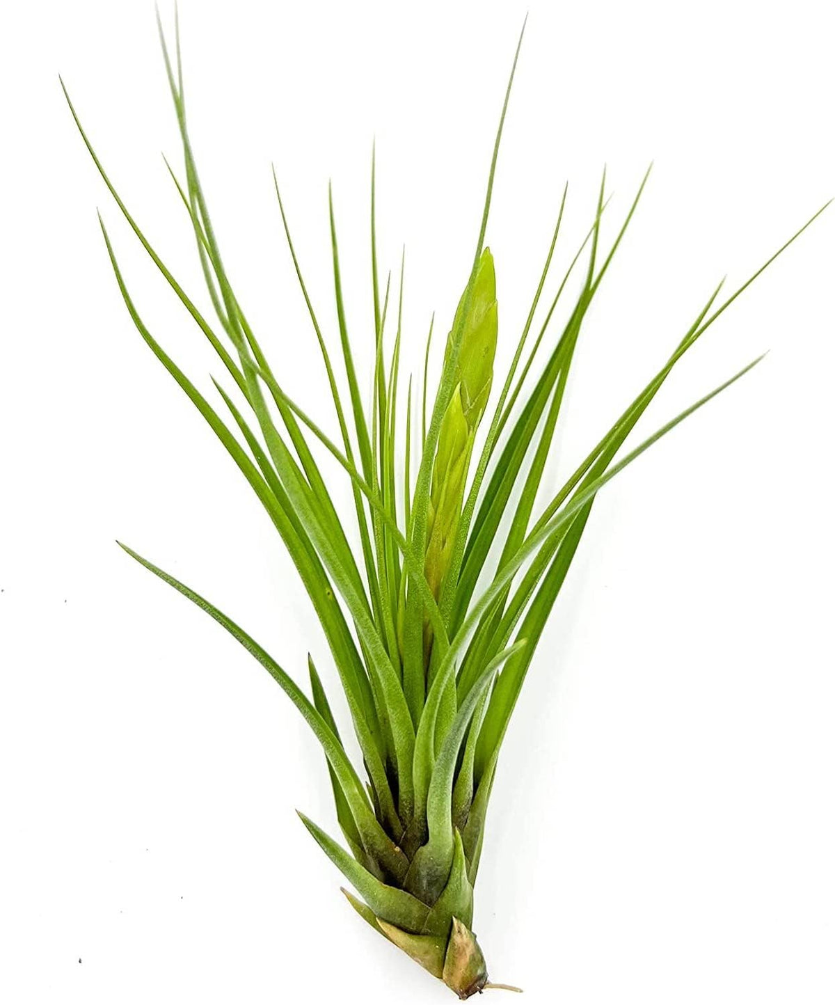 Air Plants - Flowering Tillandsia Melanocrater Tricolor, Large 5" - 2ct - Live Arrival Guaranteed - House Plants for Home Decor & Gift