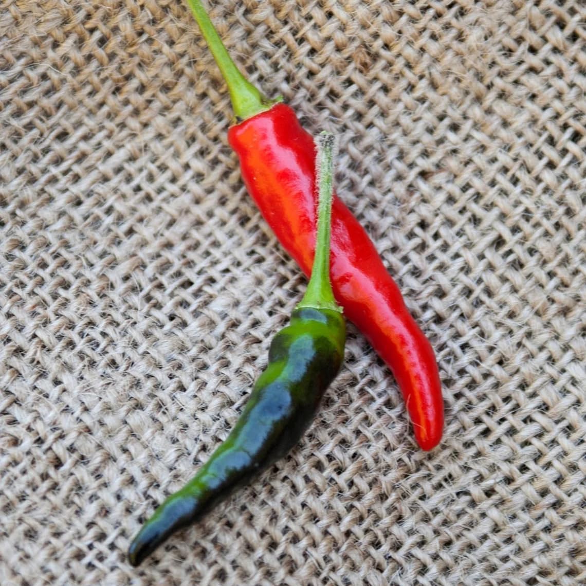 Premium Black Cobra Pepper (Capsicum Annuum) - Rare & Exotic Hot Chili Pepper, Perfect for Home Gardening and Gourmet Cooking (4 bkcbr pep Bags)