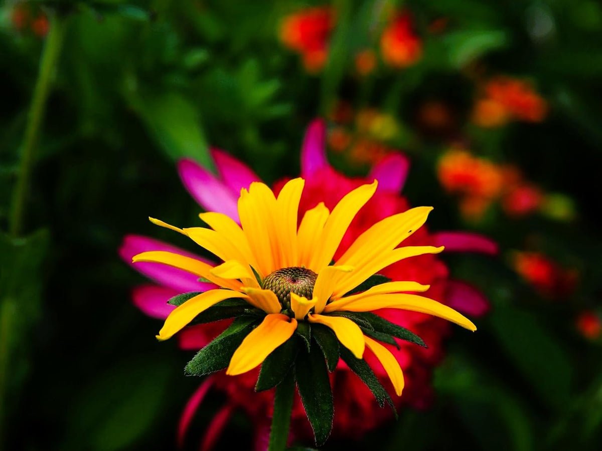 Greenwood Nursery: Live Perennial Plants - Black-Eyed Susan + Rudbeckia Fulgida 'Goldsturm' - [Qty: 5X Pint Pots] - (Click for Other Available Plants/Quantities)