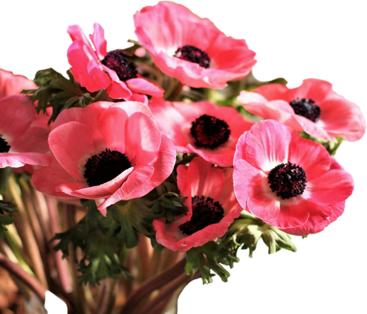 Easy to Grow Anemone Italian Mistral Plus Rosa Shocking - 10 Plant Bulbs, Rose-Pink Flowers in Spring Gardens Full Sun
