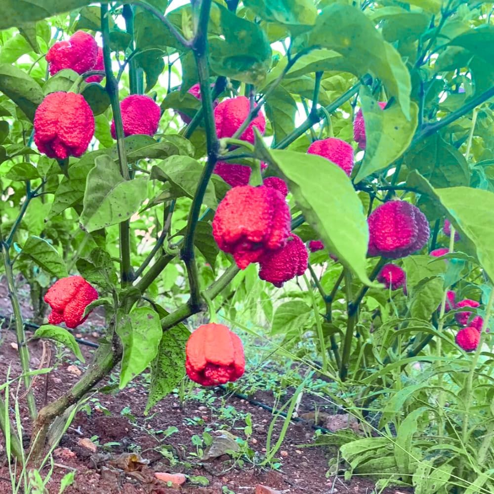 Pack 4 Pepper Plants Live, 80 Days Old Live Pepper Green for Growing, Chili Peppers for Planting, 5 to 9 Inc Tall (Carolina Reaper)
