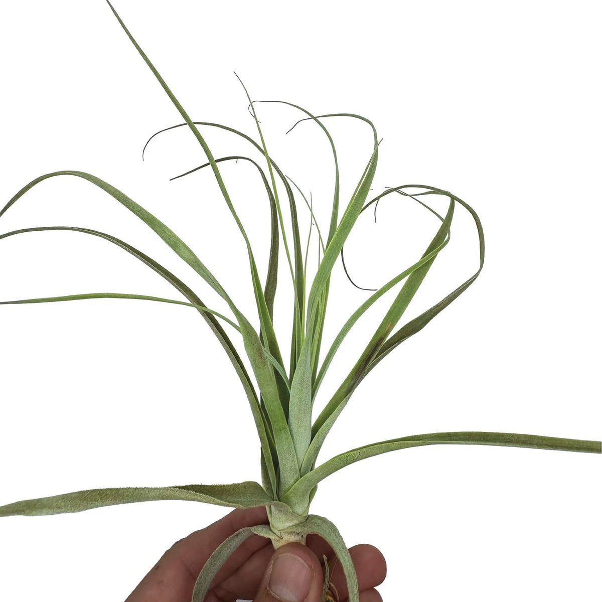 Air Plants - Tillandsia Straminea Jumbo 6-9" - 5ct - Live Arrival Guaranteed - House Plants for Home Decor & Gift