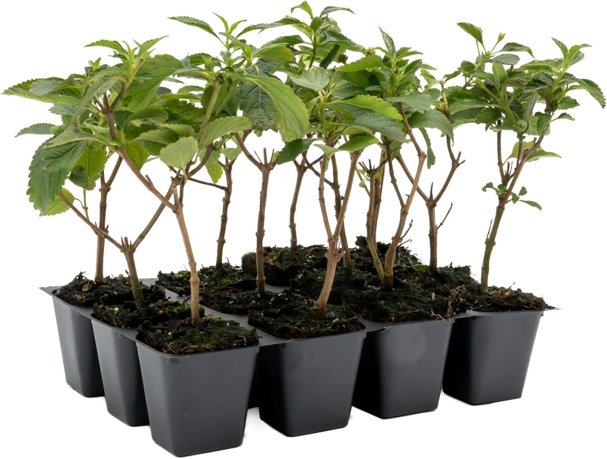 12 Dallas Red Lantana | Live Plants in 2.5-inch Nursery Cubes | Lantana Camara 'Dallas Red' Variety | Hardy Evergreen Perennial Shrub | Fiery Vibrant Blooms for Home & Garden