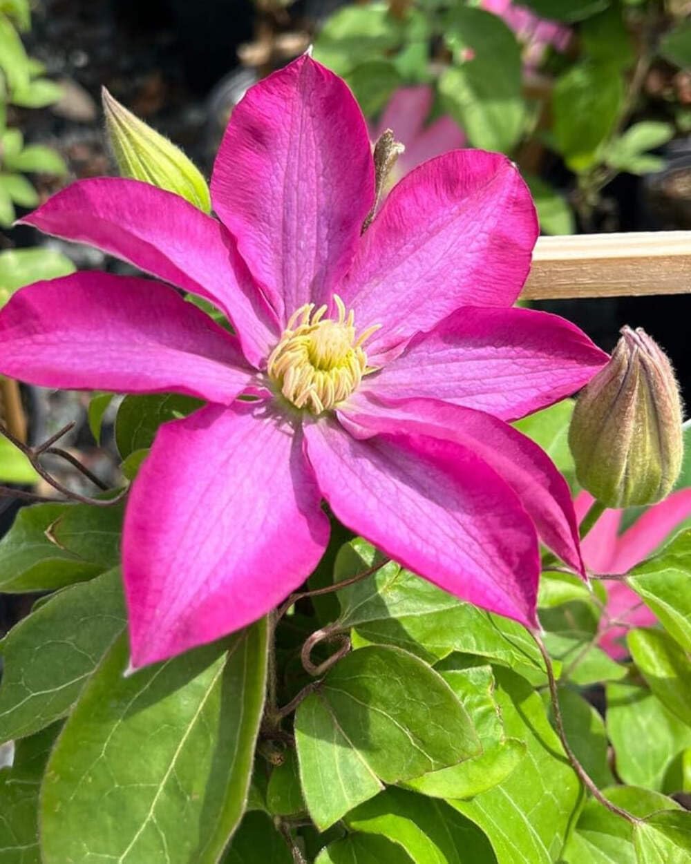 Perennial Farm Clematis 'Pink Champagne' Hybrid – Live Flowering Vine in 4 Quart Container, Large Rose-Pink Blooms with Contrasting Centers, Long Blooming, Ideal for Trellises, Arbors & Containers