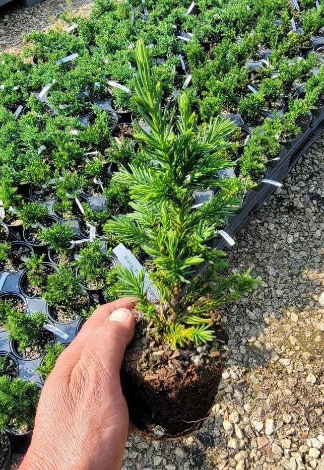 Black Dragon Cryptomeria Tree (Japanese Cedar) - Starter Plant (7L) (1 Live Plant)