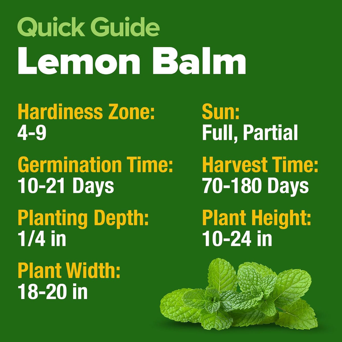 HOME GROWN 𝗨𝗦𝗔 𝗣𝗥𝗘𝗠𝗜𝗨𝗠 Lemon Balm Seed Pack - 403 Non-GMO USA Heirloom Herbal Tea Seeds - Bulk Lemon Balm Seeds for Planting Gardens Indoors or Outdoors - Herb Seeds (Melissa officinalis)