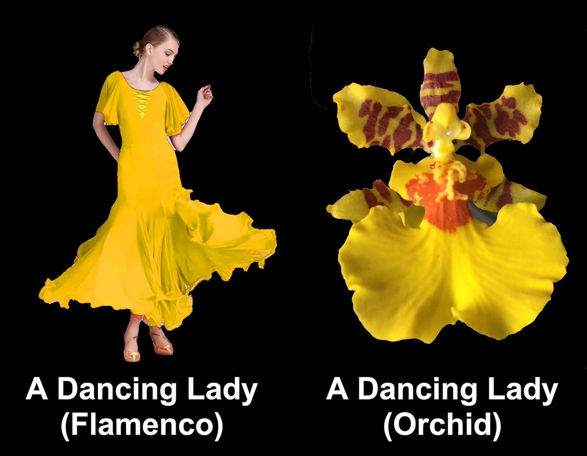 Dancing Lady Orchid - floriferous, Easy to Grow, Will Make Tall Flower Spike (NOT in-Bud/Bloom When Shipped)