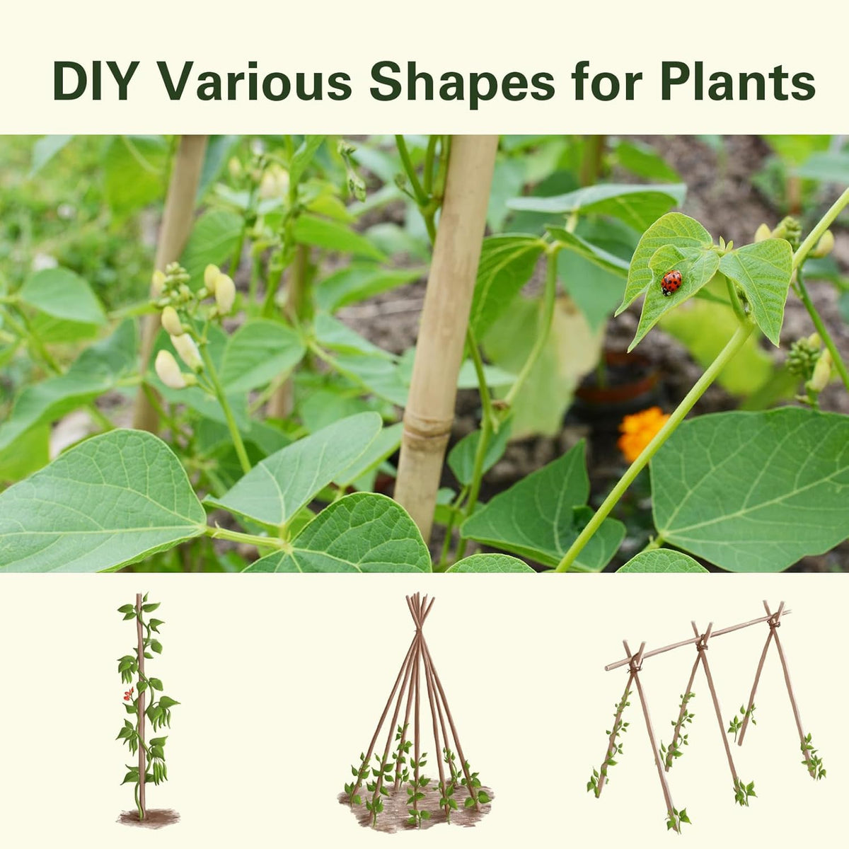 Bamboo Stakes 7 Feet, 84 inch Garden Stakes Multi-Purpose, Bamboo Plant Support Stakes for Tomatos, Beans, Cucumbers, Peppers, Potted Trees, Maintain The Plant Posture, Strengthen and Stem