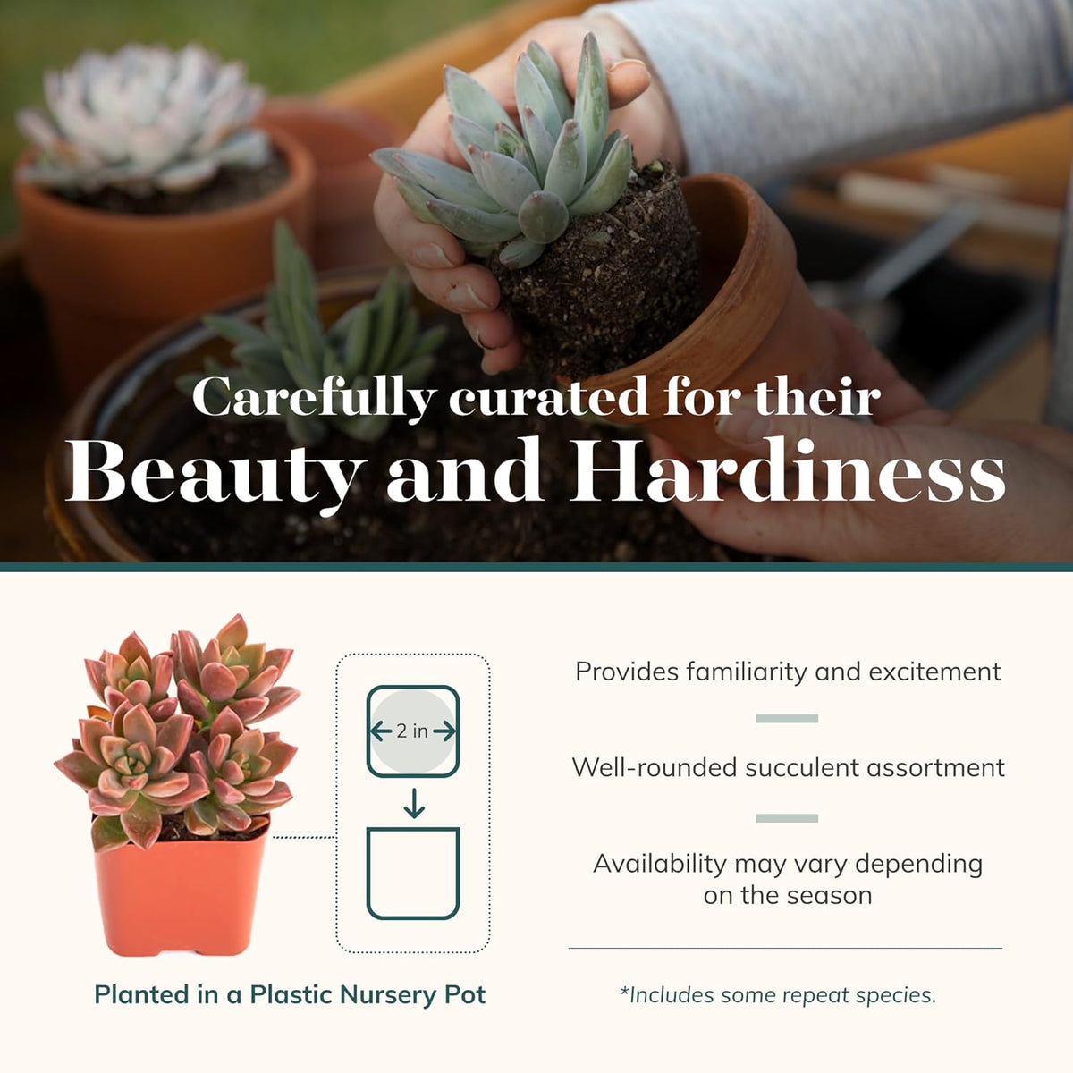 Shop Succulents Assorted Succulent Plant Pack Bulk Collection - Live Mini Succulent Plants, Low Maintenance, Mixture of Colors & Textures - Wedding and Party Favors, Gift & Garden, Pack of 64