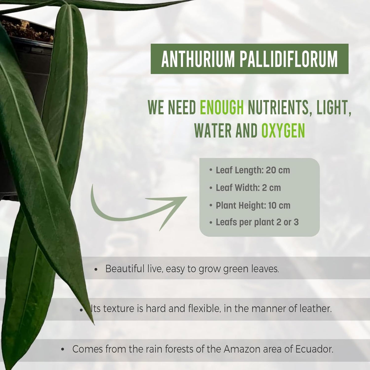 LEAL PLANTS ECUADOR Anthurium Pallidiflorum Live Plants| Green Live House Plant for Indoors|Rare and Exotic Indoor Plants for Living Room|Anthuriums Live Plants |Pallidiflorum Live Heart Plant