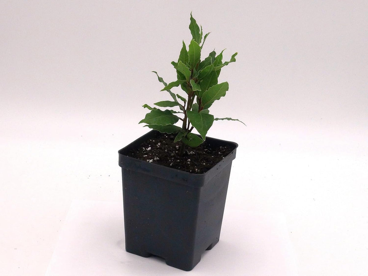 Greenwood Nursery: Live Perennial Plants - Bay Laurel Herb + Laurus Nobilis - [Qty: 3X 2.5 Pot] - (Click for Other Available Plants/Quantities)