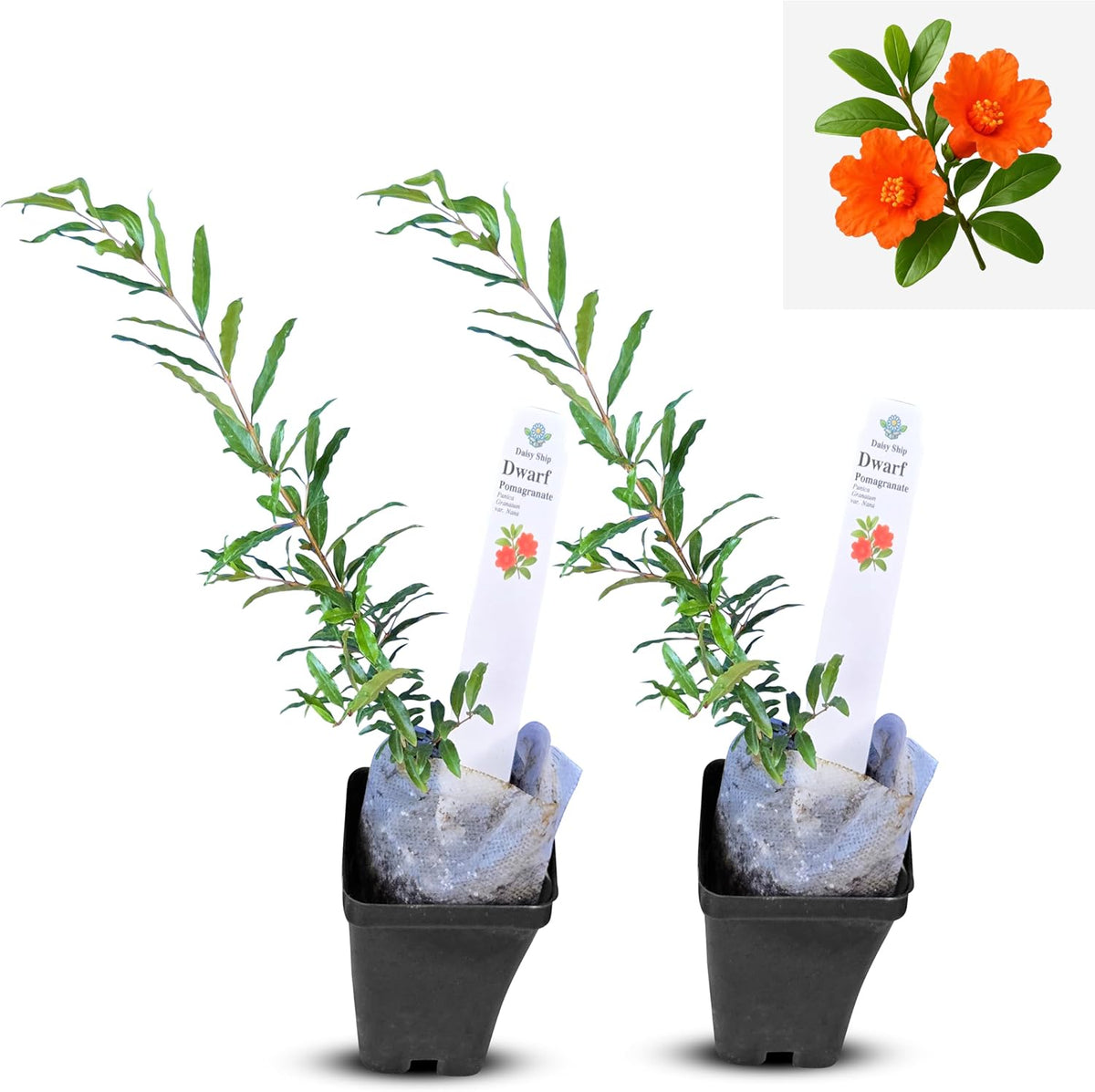 Live Dwarf Pomegranate Plant (Punica Granatum) - Compact, Ornamental Fruit Bearing Shrub, Indoor/Outdoor (2 pom-Dwarf Cups)