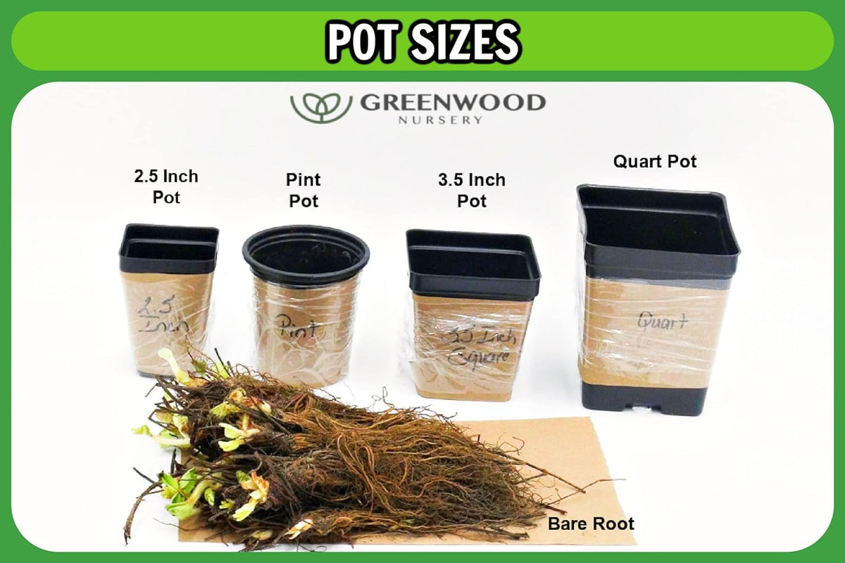 Greenwood Nursery: Live Perennial Plants - Musa Basjoo Cold Hardy Banana - [Qty: 1x Pint Pot] - (Click for Other Available Plants/Quantities)