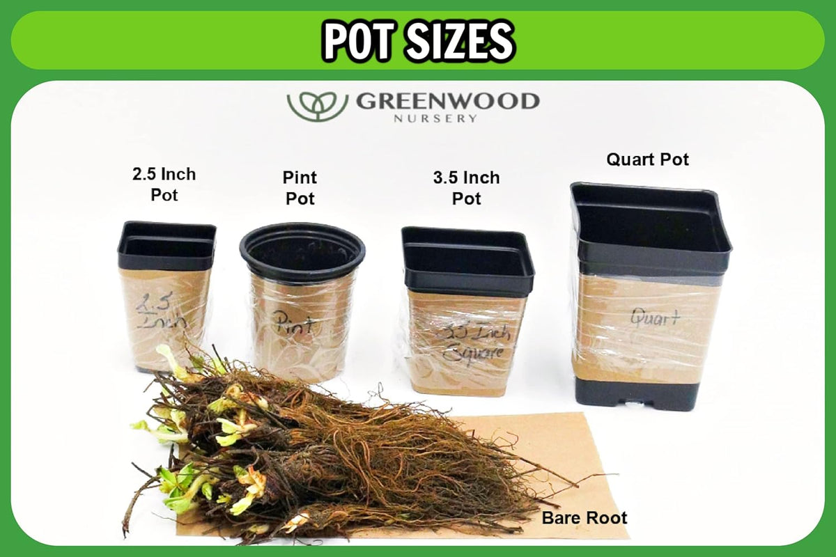 Greenwood Nursery: Live Perennial Plants - Royal Fern + Osmunda Regalis - [Qty: 5X 3.5 Pots] - (Click for Other Available Plants/Quantities)