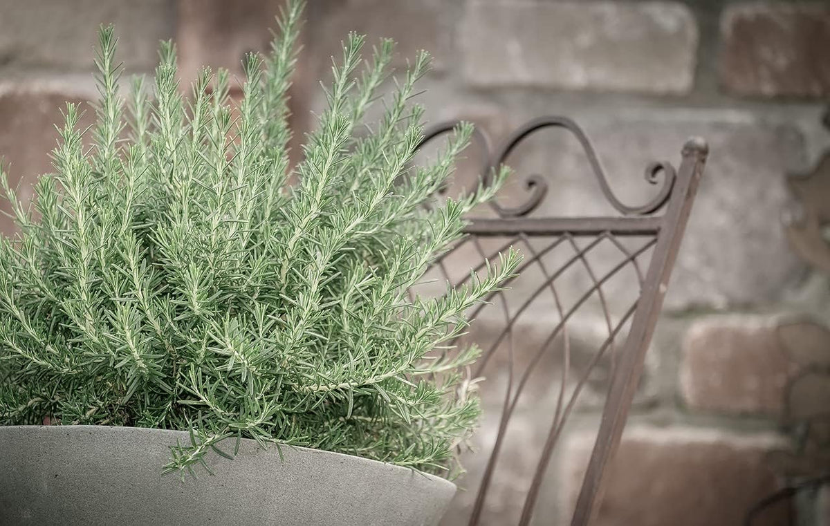 Greenwood Nursery: Live Perennial Plants - Creeping Rosemary + Rosmarinus Officinalis Prostratus - [Qty: 2X 3.5 Pots] - (Click for Other Available Plants/Quantities)