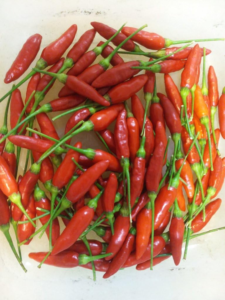 Clovers Garden Tabasco Pepper Plants- Two (2) Live Plants – Non-GMO - Not Seeds – Each 4"-8" Tall in 4 Inch Pots - Medium Hot