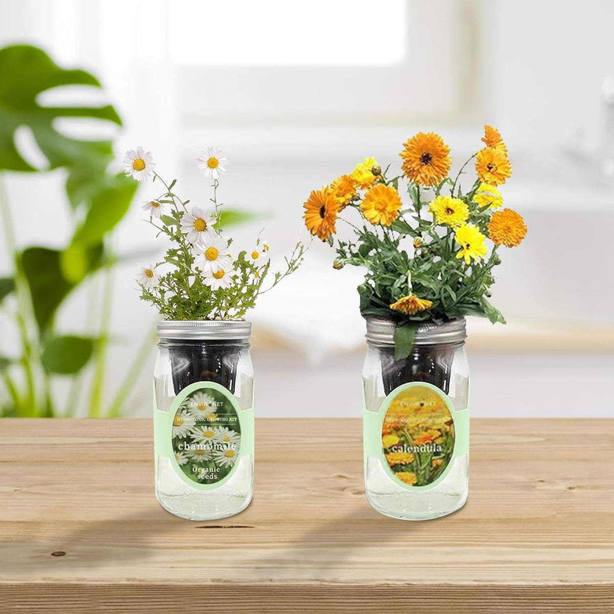 2-Pack Hydroponic Mason Jar Herb Garden Kit, Indoor Herb Garden Self-Watering Starter Kit (Calendula,Chamomile)