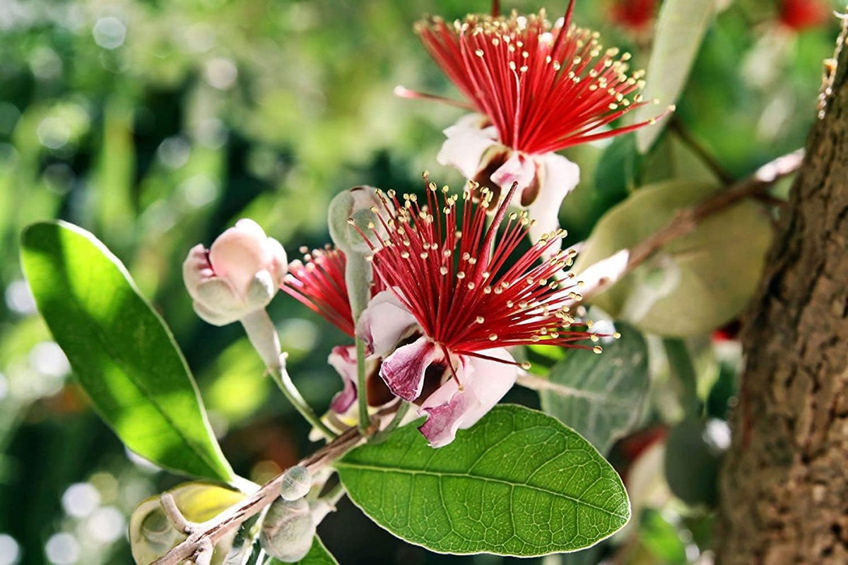 Pineapple Guava | 3 Large Gallon Size Plants | Feijoa Sellowiana | Edible Fruit Shrub and Fragrant Flowering Foliage