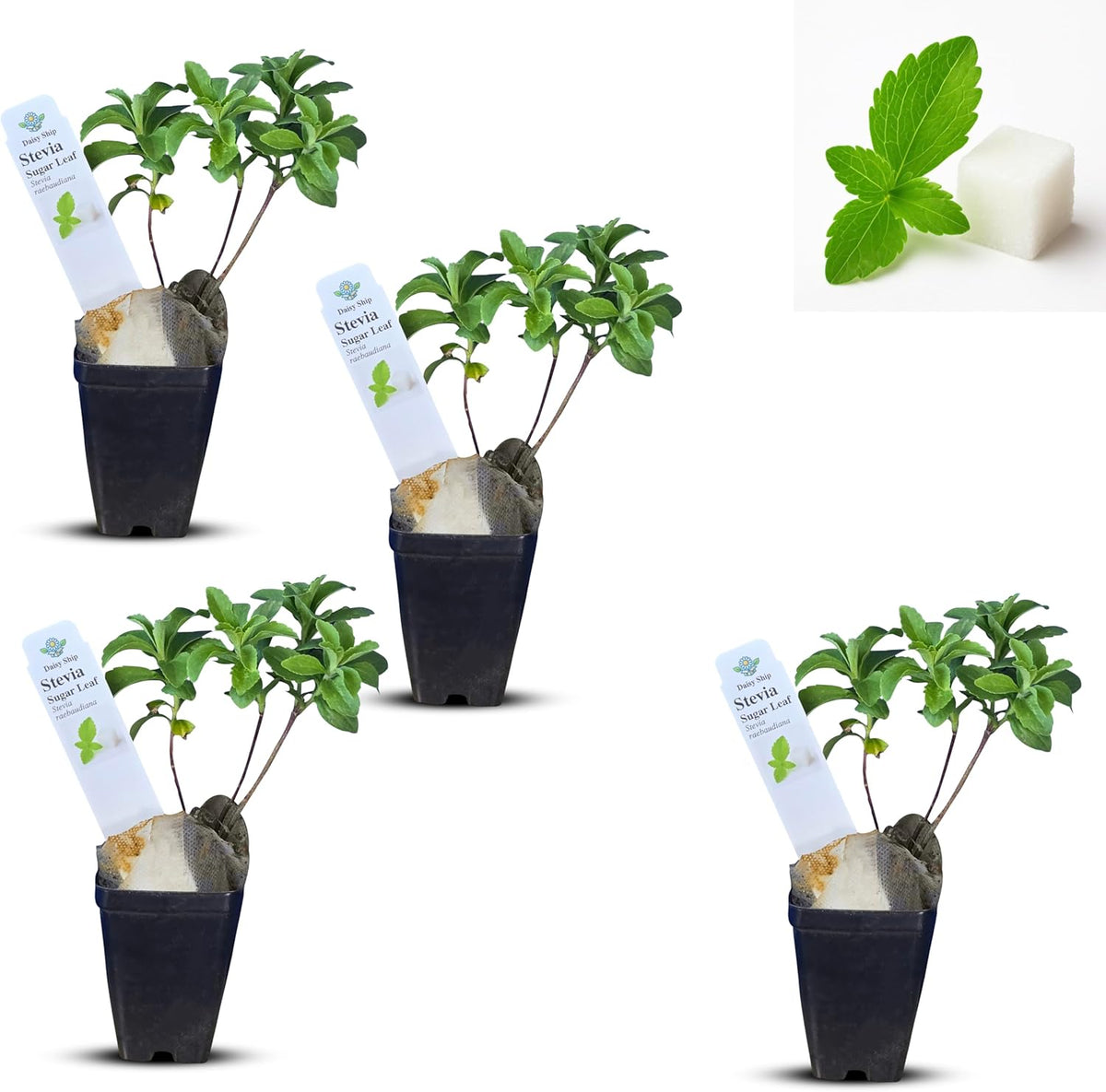 Live Stevia rebaudiana Plants, Sweet Leaf or Sugar Leaf, Natural Sugar Substitute Herb, Easy to Grow (4 stevia Cups)