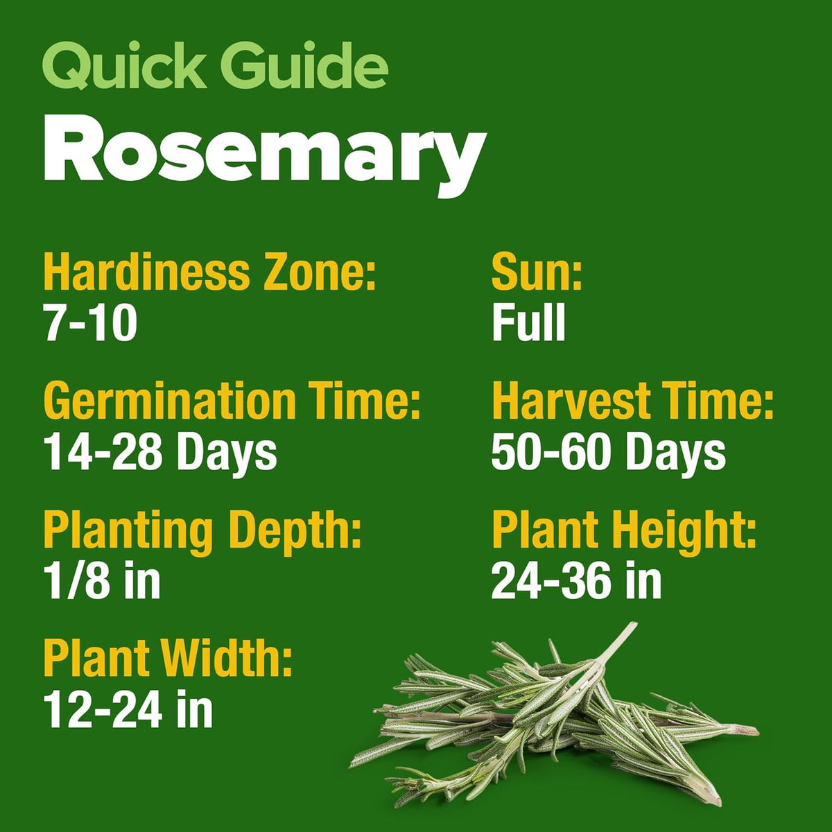 HOME GROWN Rosemary Seeds Pack - 300 High Germinating 𝗡𝗢𝗡-𝗚𝗠𝗢, 𝗨𝗦𝗔-𝗦𝗢𝗨𝗥𝗖𝗘𝗗 Heirloom Herb Seeds for Planting in Indoor or Outdoor Herb Gardens (Salvia rosmarinus)