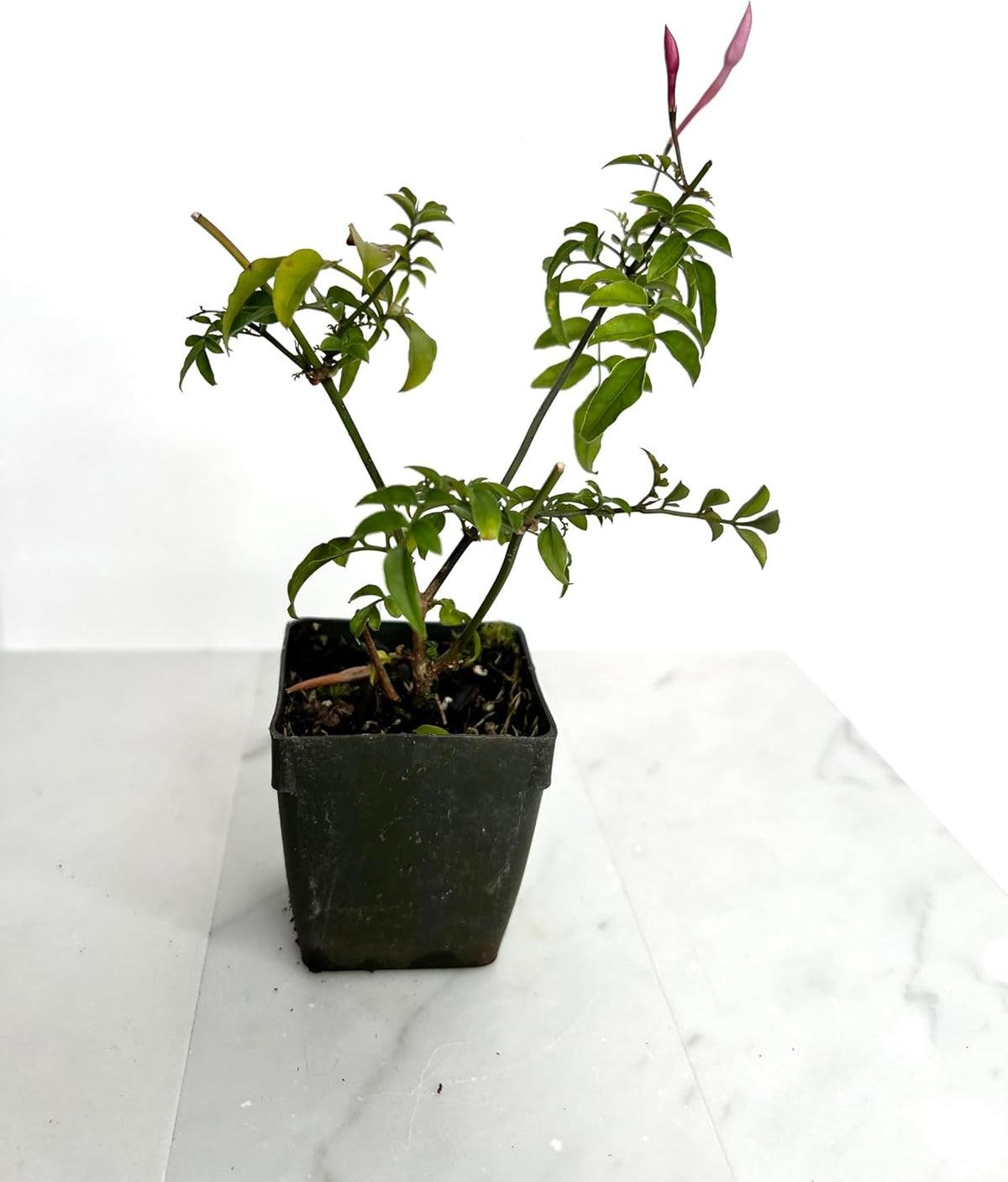 Pink Jasmine Vine Starter Plant | Jasminum Polyanthum | 2 inch Pot