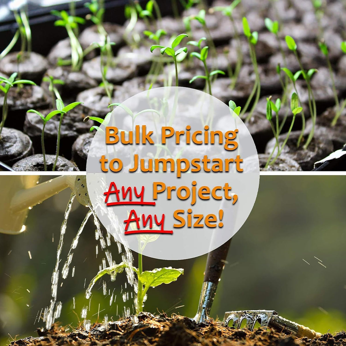 Thai Ornamental Hot Pepper 4 Oz ~48,800 Seeds – Non-GMO, Heirloom, Open-Pollinated – 50K–100K SHU – Compact, Upright Plants – Edible & Decorative – Heat-Tolerant
