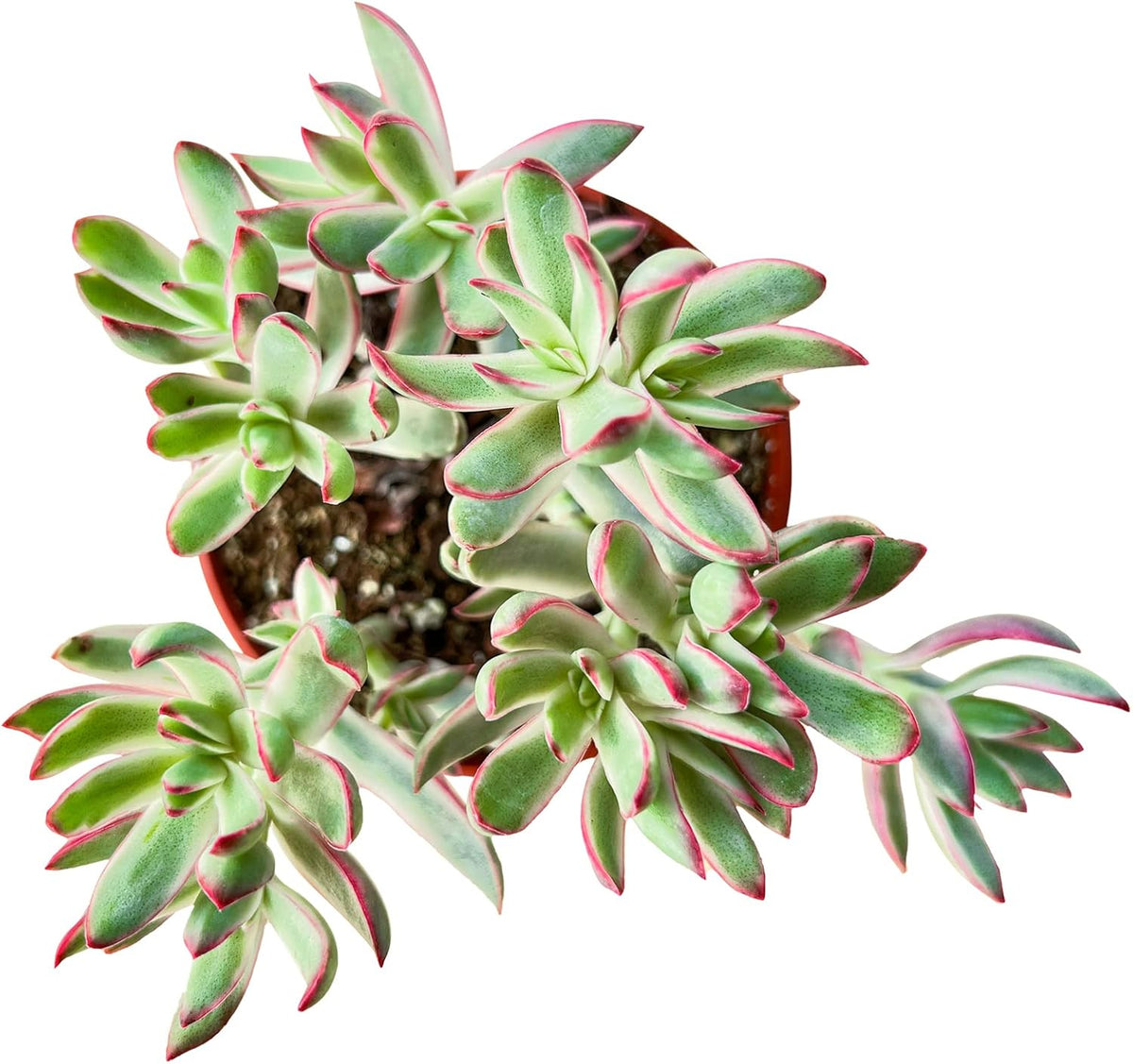 Sprout N Green Crassula rubricaulis 'Candy Cane', Live Succulent Fully Rooted in 4" Pot, Rare House Plant for Home Indoor Holiday Wedding Garden Decor, DIY Projects, Party Favor