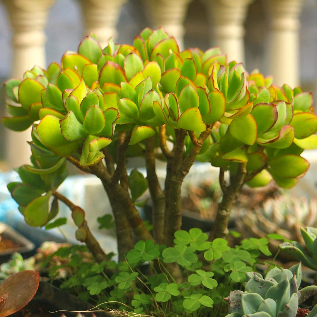 Ripple Jade with White Stripe Pot, Live Crassula Arborescens Undulatifolia, Rare Cute Succulent Plant in 4" Planter, Home Office Décor