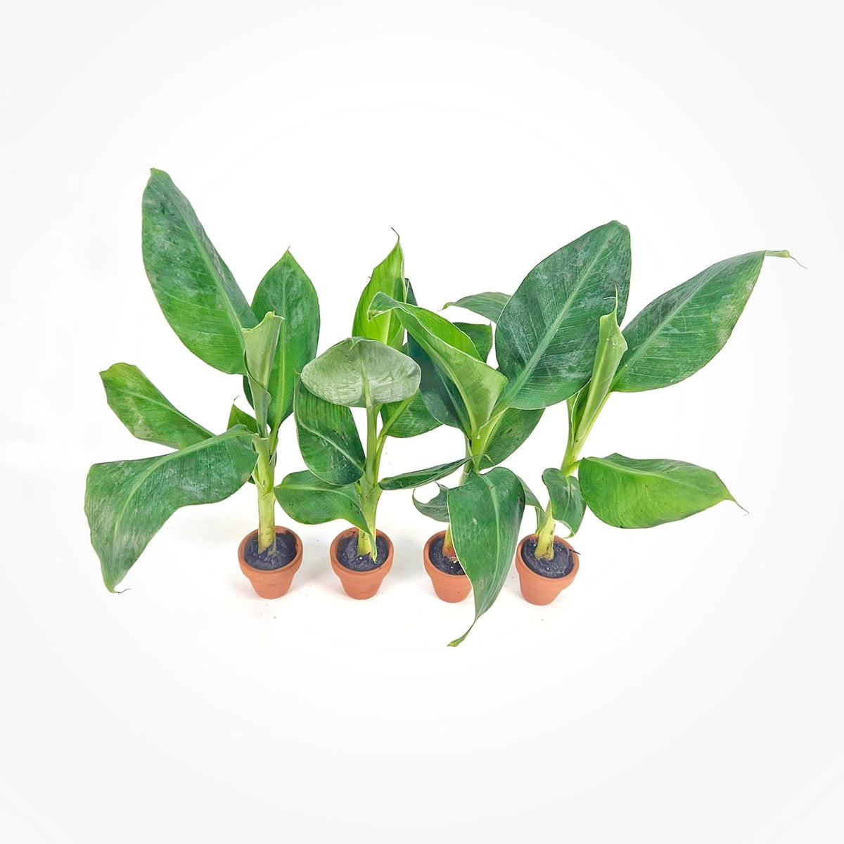 4 Live “Double Mahoi” Banana Plants – Rare Dwarf Variety, Grows 2 Bunches Per Plant – Indoor/Outdoor Edible Tropical Fruit Tree – Self-Pollinating