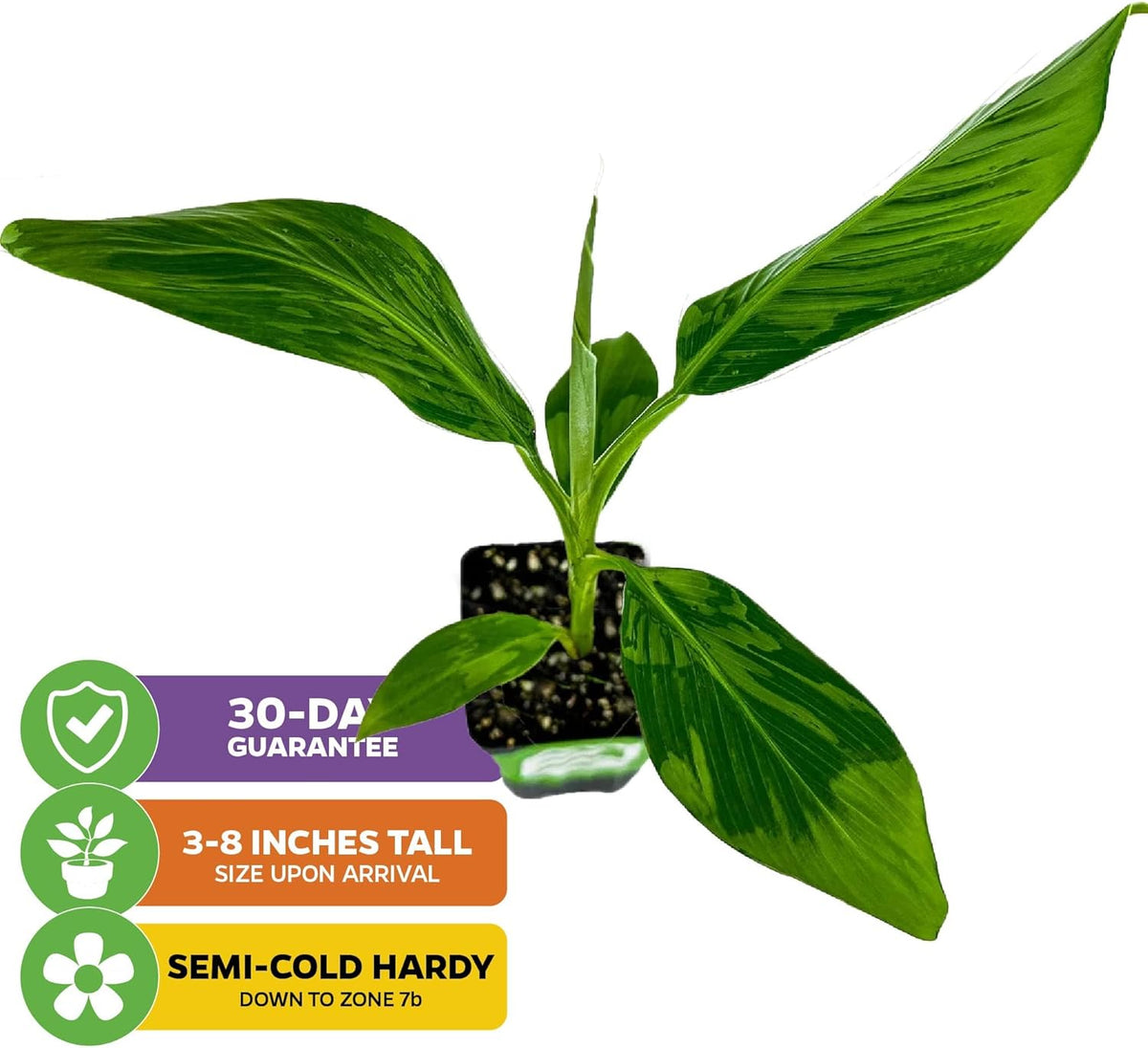 Dwarf Orinoco Banana Tree Live Plant - Musa acuminata by Wellspring Gardens - Starter Plant Ideal for Gardens & Containers - Great for Indoor Houseplants, Outdoor Landscaping & Garden Planting