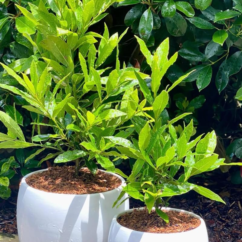 Sweet Bay Leaf Tree, Bay Laurel Laurus Nobilis Herbs, 5-8" Tall Well-Rooted for Culinary Gardens