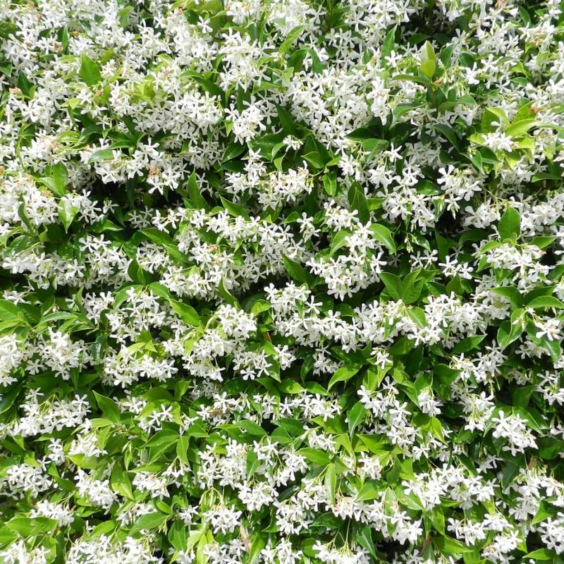 2 Green Confederate Star Jasmine Plants Live, Climbing Jasmine Indoor Outdoor Live, Fragrant, 5-9" in Tall, No Pot, Hardy and Fast-Growing