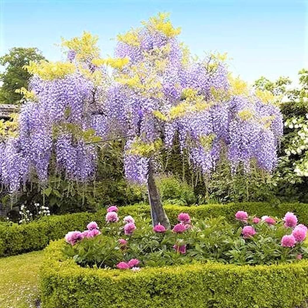 Purple Wisteria Tree Live Plant, 6 to 15 Inch in Height, 2.5 Inch Pot, Well Rooted, Wisteria Vine Plant, Wisteria Tree Live Plant