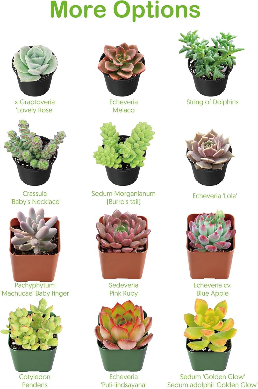 Live Succulent Plants Aeonium 'Dark Sea', Easy Care Potted Succulents, Approx 4" D x 8" H, Indoor Houseplant, Unique Gifts, Home Office Décor