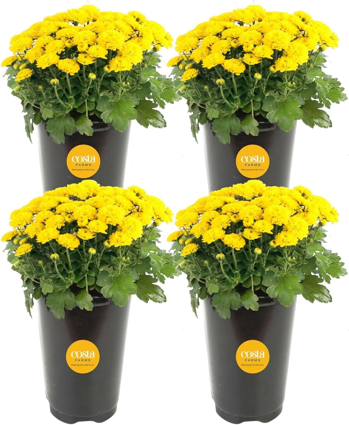 Costa Farms Live Flowering Yellow Mums (Pack of 4), Mini Chrysanthemum Houseplant, Full Bloom Plant Delivery, Potted in Grower Pot, 11-Inches Tall
