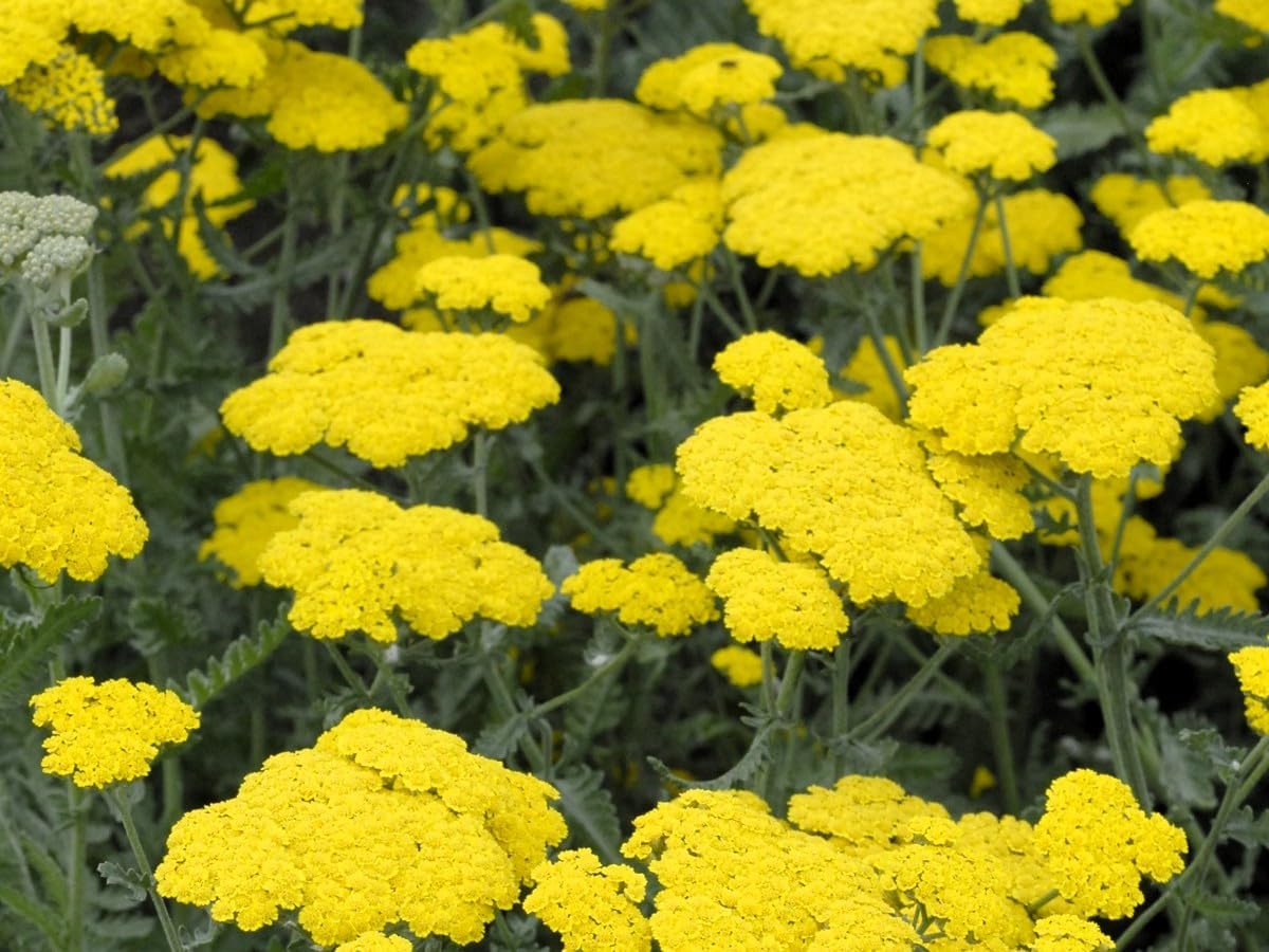 Greenwood Nursery: Live Perennial Plants - Achillea 'Moonshine' Yarrow - [Qty: 10x Pint Pots] - (Click for Other Available Plants/Quantities)