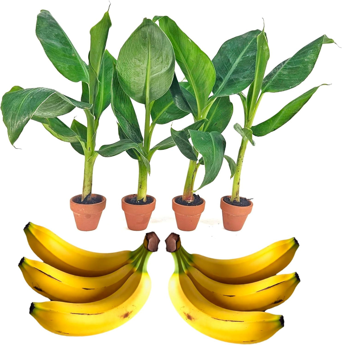 4 Live “Double Mahoi” Banana Plants – Rare Dwarf Variety, Grows 2 Bunches Per Plant – Indoor/Outdoor Edible Tropical Fruit Tree – Self-Pollinating