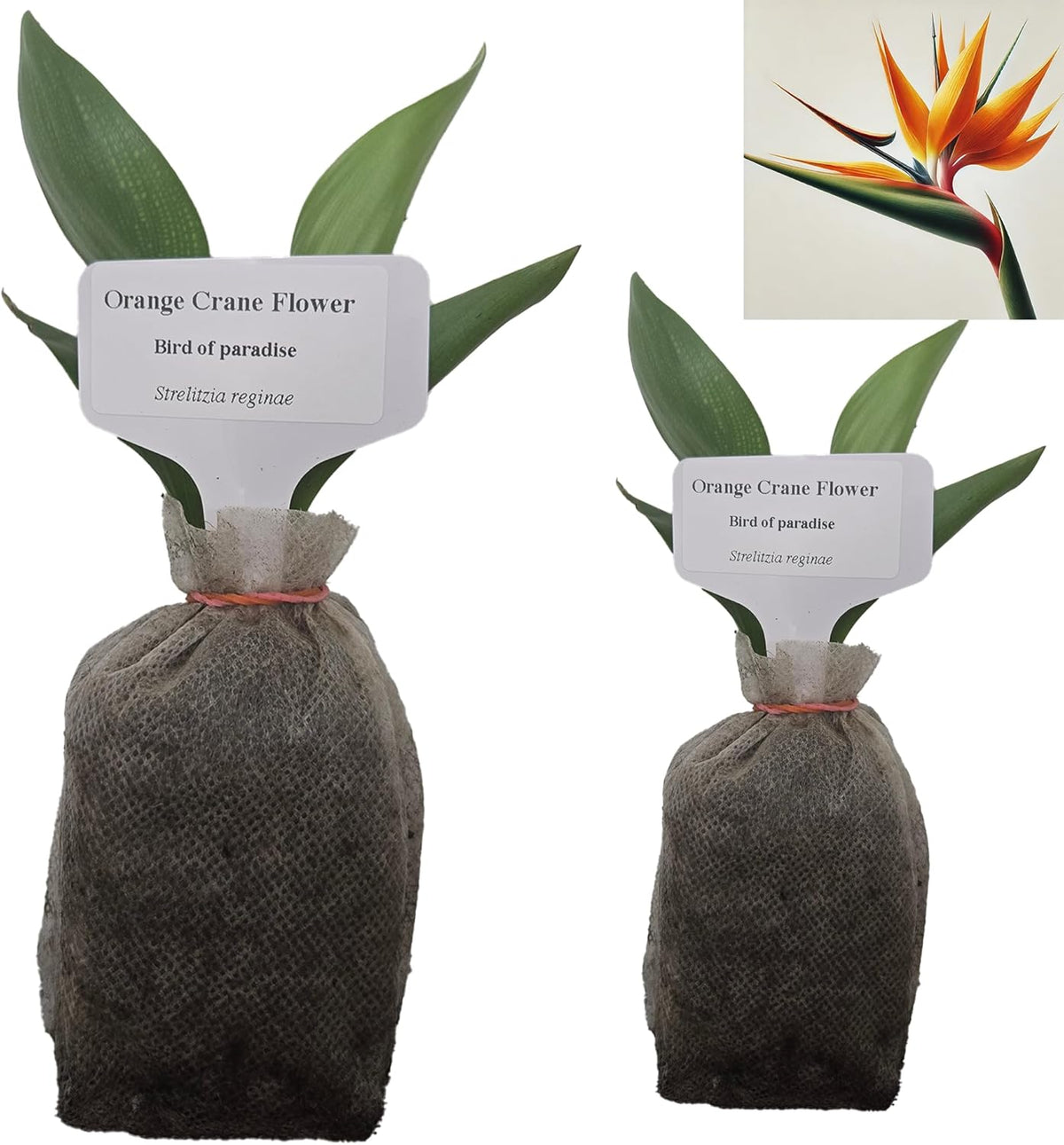 Bird of Paradise - Orange - Strelitzia Reginae. (2 Orange BoP in Sac)